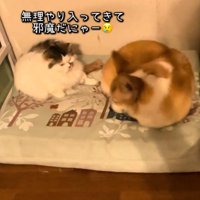 凝視する猫