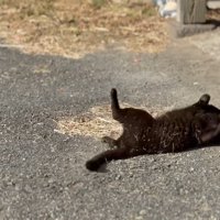 ひっくり返る天くん