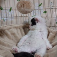 横を向いておっさん座りする子猫