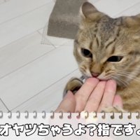 ツッコミを入れる飼い主さん
