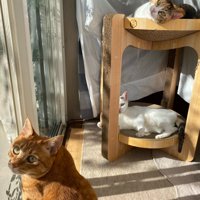 3匹の猫