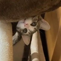 顔を出す猫（アップ）