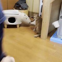 歩いている男の子と目で追う猫