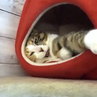 猫パンチをする猫の写真