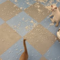 去っていく子猫を見つめる白い子猫