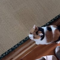 見上げる姿