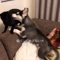 猫を攻める犬