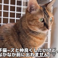 ケージの近くに座る猫