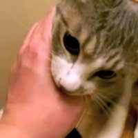 噛みついた姿のアップ