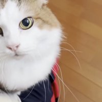膝の上
