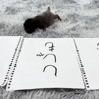 田中とししゃもの中間に向かって歩いている子猫
