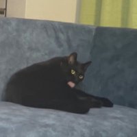 胸の周りを毛繕いする猫