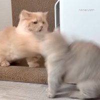 茶色い猫が猫パンチを繰り出す