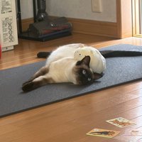 寝そべる猫