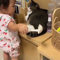 猫とおもちゃを持つ赤ちゃんと