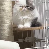 ケージ内のステップに座り目を細める猫