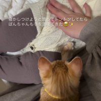 赤ちゃんを寝かしつける子猫