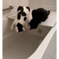 お風呂にいる猫たち