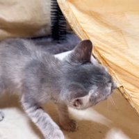 クンクンするリロちゃん