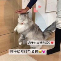 猫と男の子