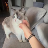 ソファの上の猫