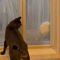 猫の反応に合わせて手を動かす飼い主