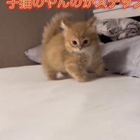 「子猫のやんのかステップ」のテロップ写真1