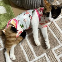 服を着た猫