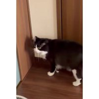 キッチンにいた猫