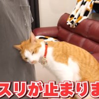 飼い主のお腹に頭をすりつける猫