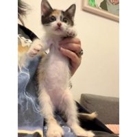 抱かれている子猫