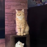 2匹の猫