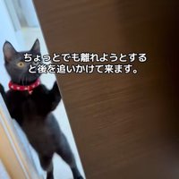 正面猫