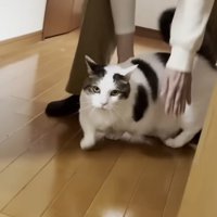 目を丸くして歩く猫と飼い主の手