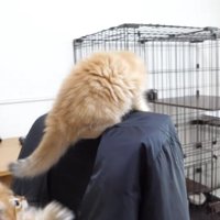 背もたれの上に乗る子猫とそちらに行きたそうな子猫