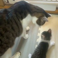 子猫を心配する先住猫
