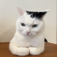 不満げな猫