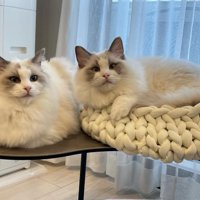 ベッドに入る猫と隣に座る猫
