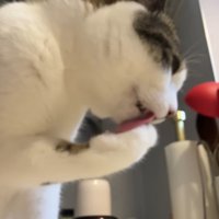毛づくろい