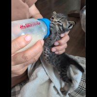 ミルクを飲む子猫