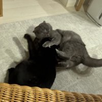 取っ組み合いをする2匹の猫