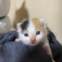 うつぶせのミケの子猫