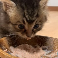 離乳食を食べる子猫