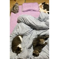 布団に集まる猫