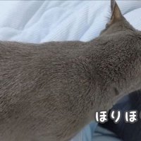 ほりほりするハムちゃん