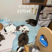 熟睡する猫