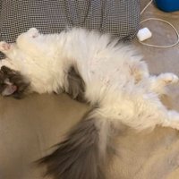 ベッドにいる猫