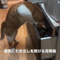 引き出しを開けている猫