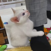 見つめてミャー