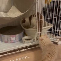 トイレに入る猫を見つめるもう一匹の猫